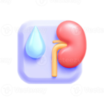 kidney image